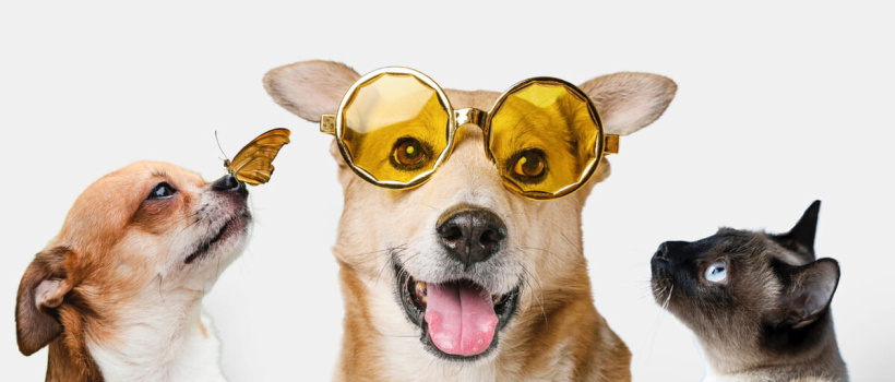 Kedi ve Köpeklerde PİKA Sendromu