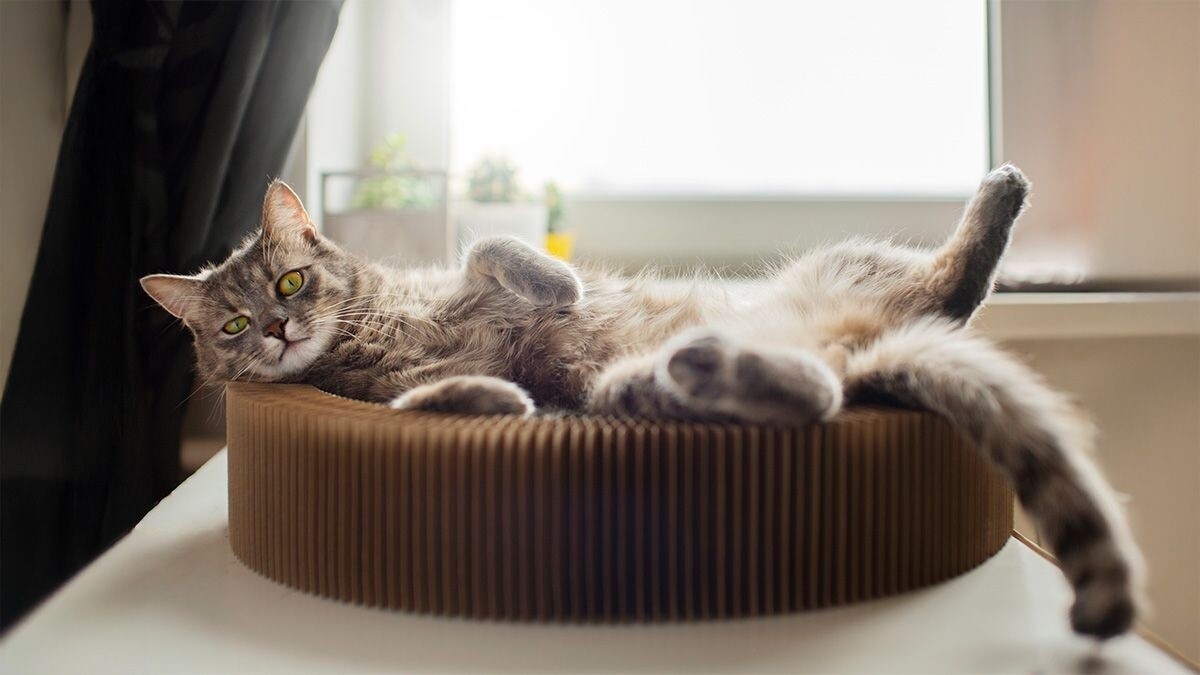 Kedi Yatağına Nasıl Alıştırılır?