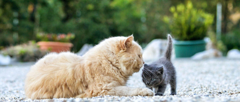 Kediler Kaç Yıl Yaşar? Kedi Cinsleri ve Ortalama Ömürleri