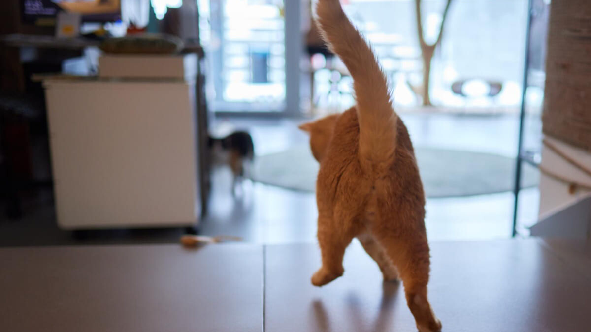 Kediler Neden Evde Deli Gibi Koşar?