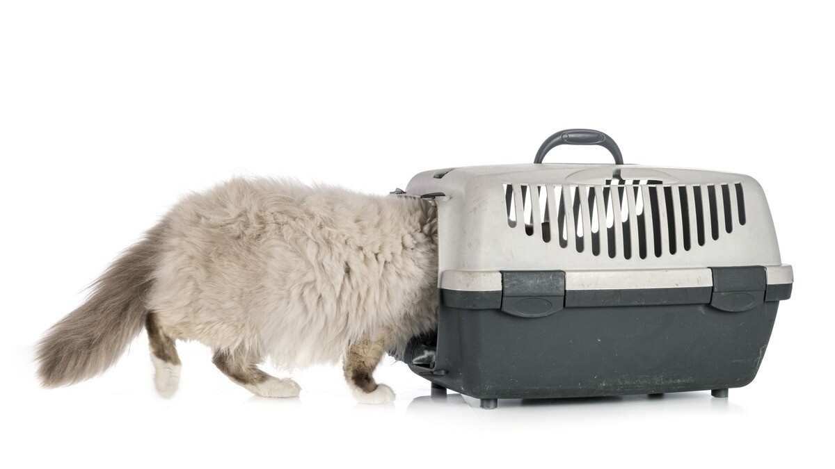 Kediler Taşıma Çantalarına Nasıl Alıştırılır?