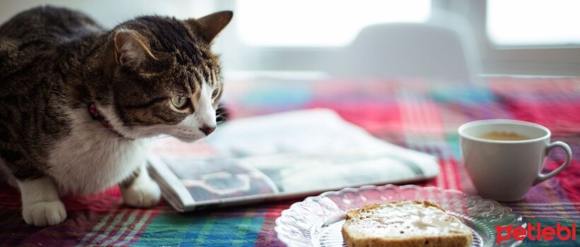 Kediler Tereyağı Yiyebilir mi?