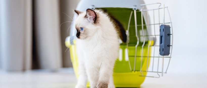 Kedilerde Aşı Sonrası Dikkat Edilmesi Gerekenler Nelerdir?