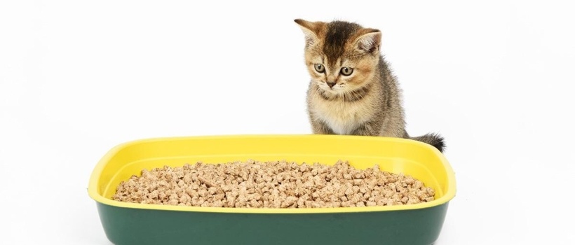 Kedilerde İdrar Yolu Enfeksiyonu (Sistit) Neden Oluşur? Evde Bitkisel Çözümler