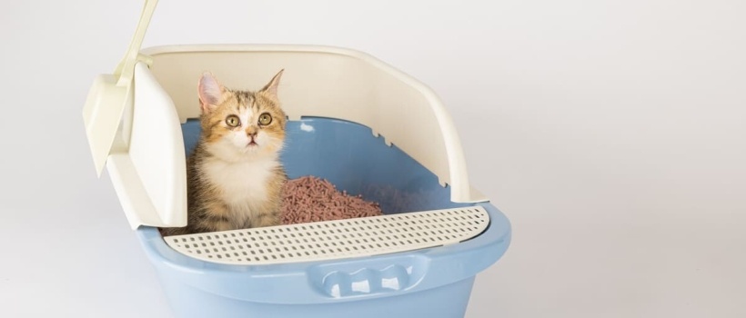 Kedilerde Kabızlık Nedenleri, Tedavi Yöntemleri ve İlaçları