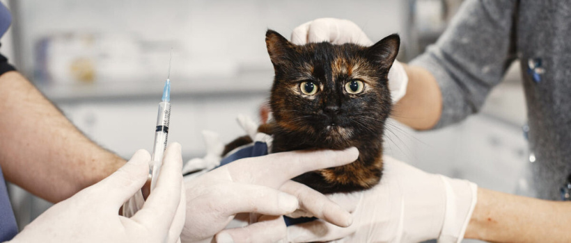 Kedilerde Kuduz Aşısı