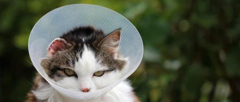 Kısırlaştırılmış Kediye Normal Mama Verilir mi? Yerse Ne Olur?