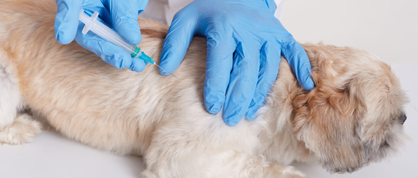 Köpeğinizi DHPP Aşısı İle Dört Farklı Viral Enfeksiyona Karşı Koruyun