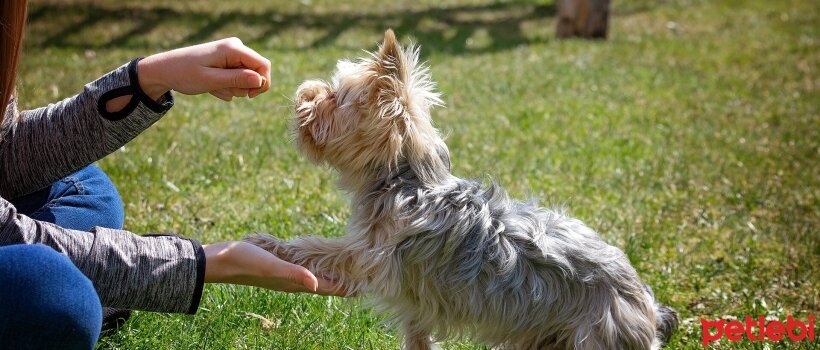 Köpeğinizin Hayatını Kurtarabilecek 4 Kritik Köpek Eğitimi İçin İpuçları