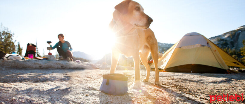 Köpeğinizle Kamp Yaparken Dikkat Etmeniz Gerekenler