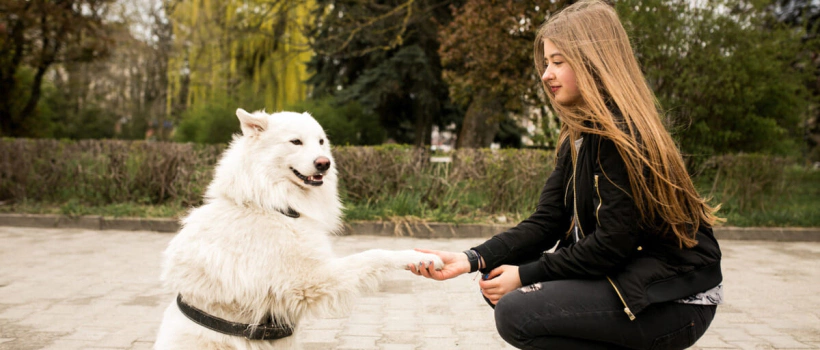 Köpeğinizle Kolay İletişim Kurmayı Sağlayacak 12 Komut