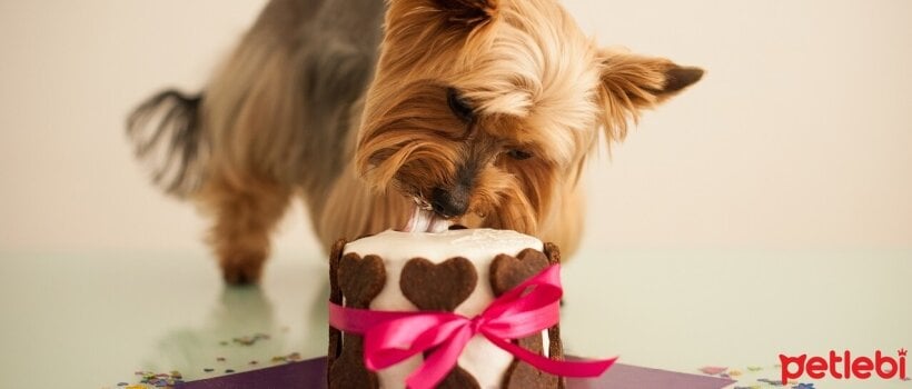 Köpek Doğum Günü Pastası
