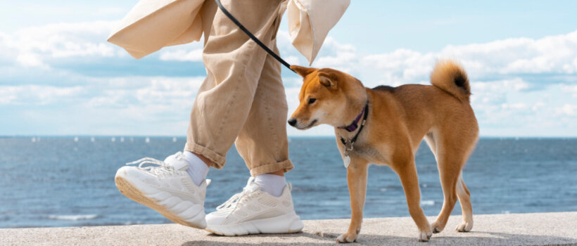 Köpek Gezdirmenin Önemi ve Faydaları