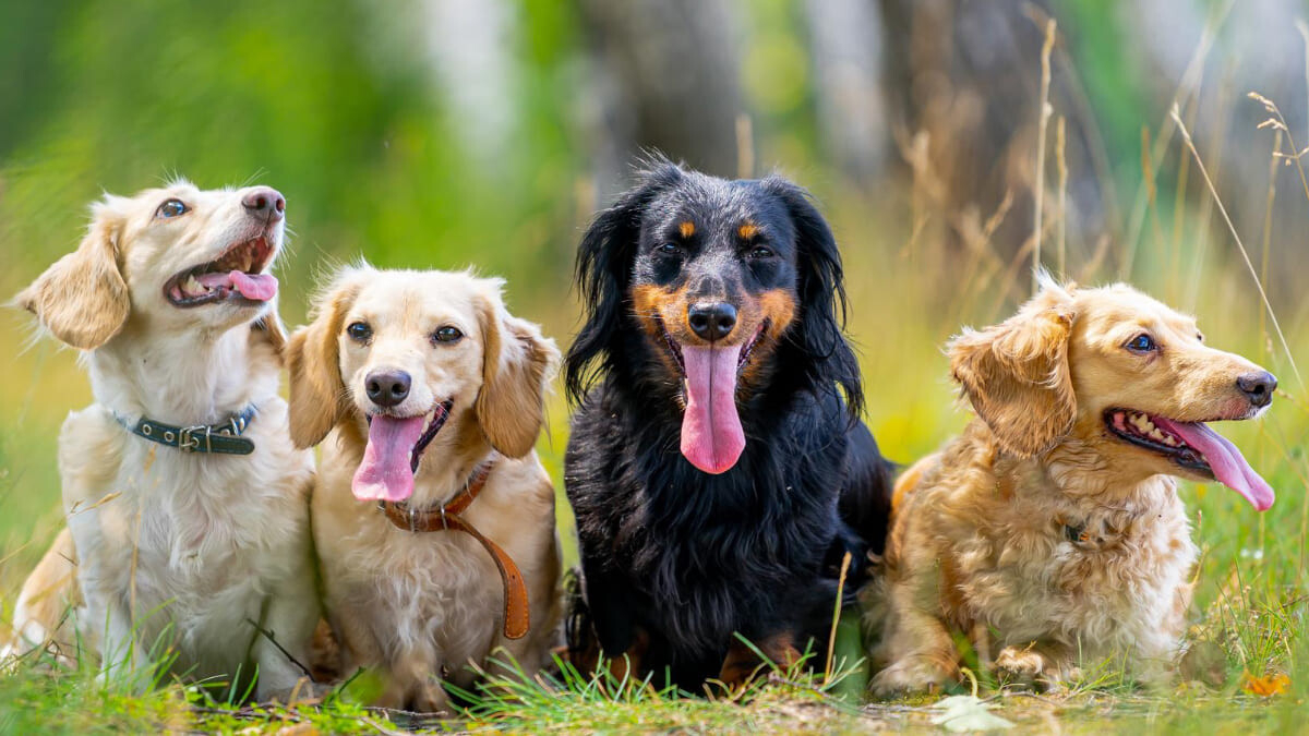 Köpek Mamalarında L-Karnitin Ne İşe Yarar? Kilo Kontrolüne Etkisi Nedir?