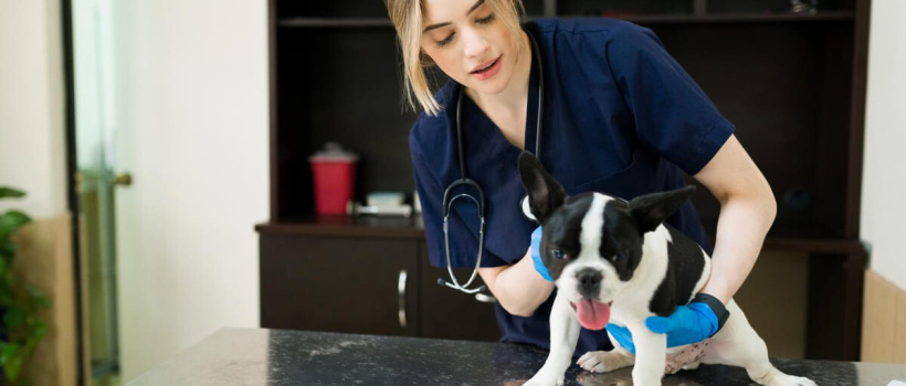 Köpek Nasıl Kusturulur? Bilinmesi Gerekenler