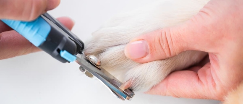 Köpek Tırnağı Nasıl Kesilir? Adım Adım Rehber