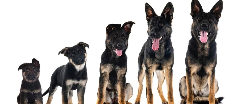 Köpek Yaşı Hesaplama, Köpek Yaşı Nasıl Hesaplanır? Köpek Yaş Tablosu