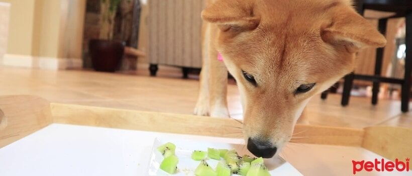 Köpekler Kivi Yiyebilir mi?