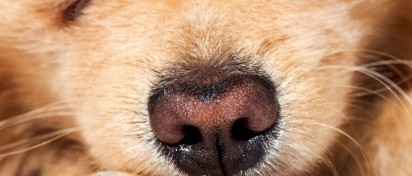 Köpeklerde Burun Tıkanıklığı