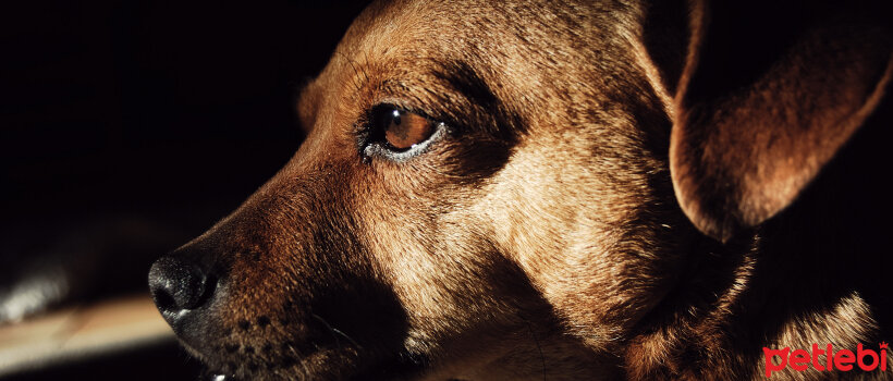 Köpeklerde en çok görülen 8 hastalık - Bioeasy