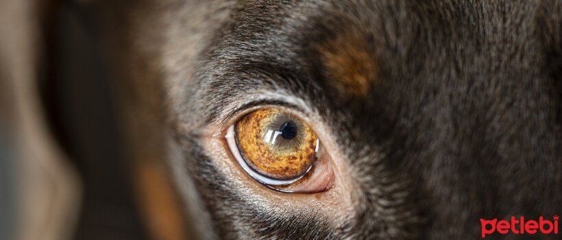 Köpeklerde Yaygın Görülen Göz Kapağı Sorunları