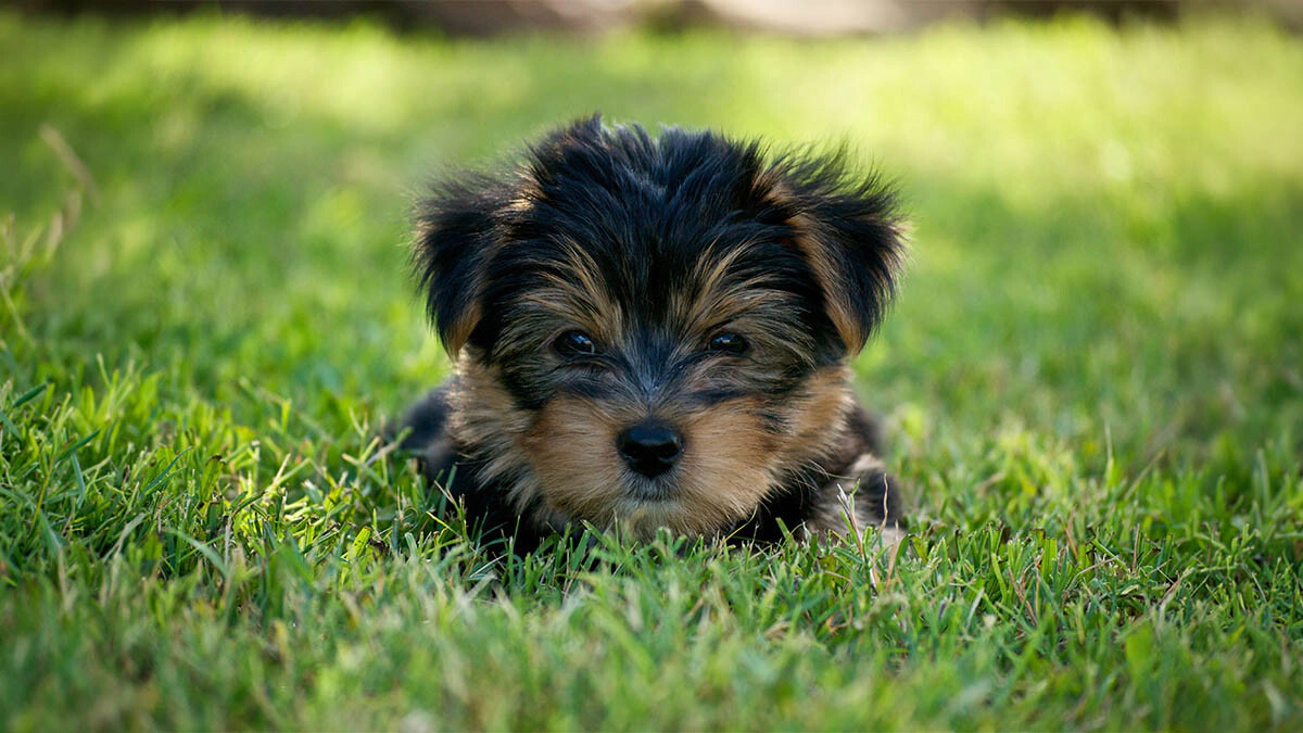 Morkie Köpek Bakımı ve Beslenmesinden Eğitimine Kapsamlı Rehber