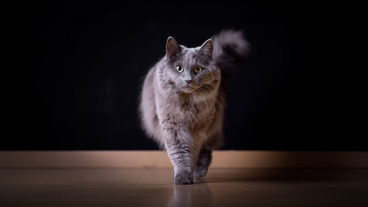 Nebelung Kedisi Özellikleri, Bakımı ve Karakteri