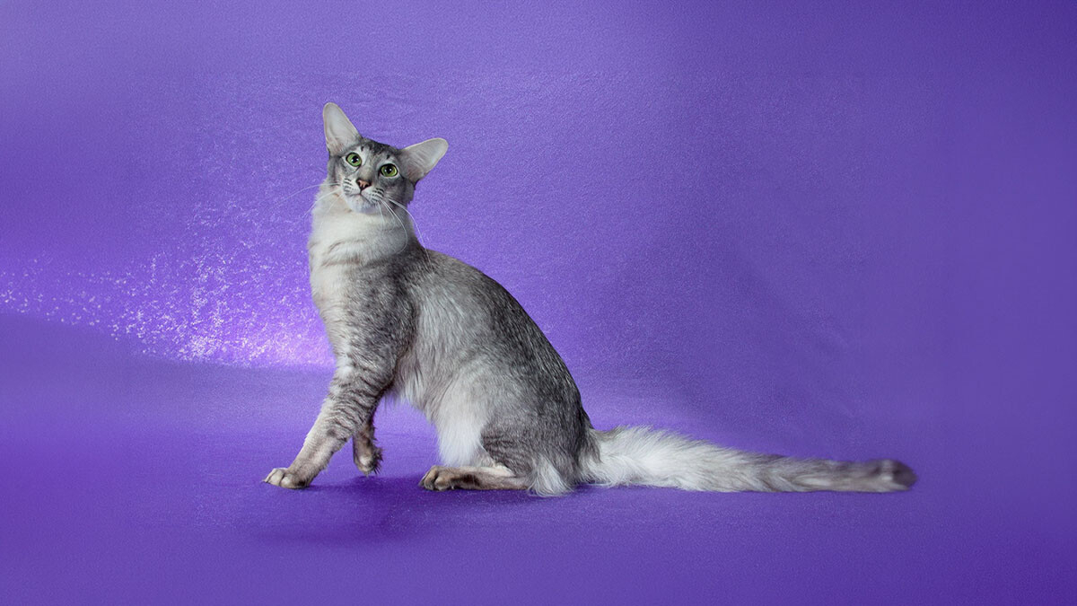 Oriental Longhair Kedisi Özellikleri, Bakımı ve Karakteri