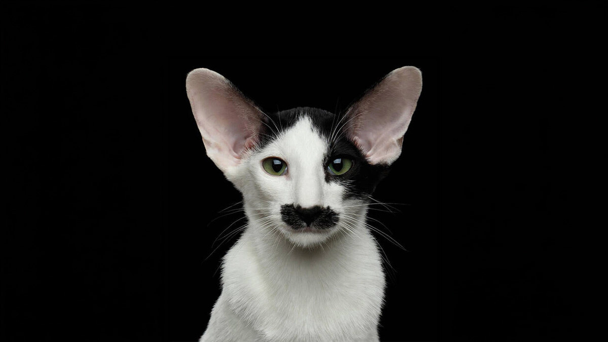 Oriental Shorthair Kedisi Özellikleri, Bakımı ve Karakteri