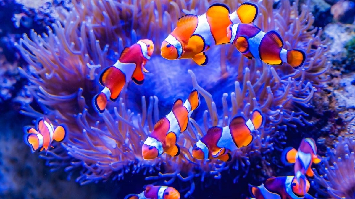 Palyaço Balığı Bakımı ve Akvaryum Rehberi: Türlerden Beslenmeye, Üremeden Hastalıklara