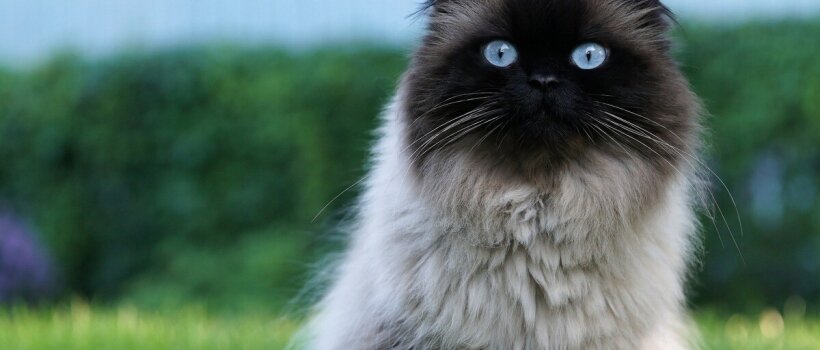 Ragdoll Kedisi Özellikleri, Bakımı ve Beslenmesi