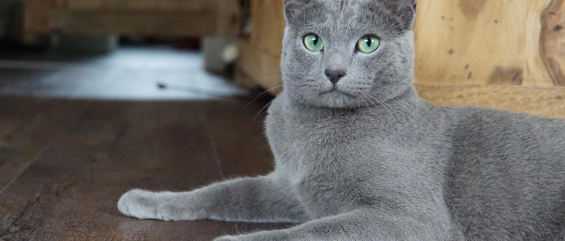 Russian Blue Kedisi Özellikleri, Bakımı ve Beslenmesi
