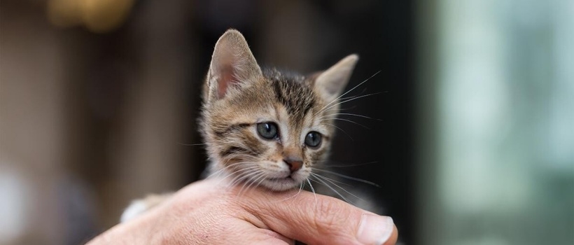 Sokaktan Kedi Sahiplenmek: Bilinmesi ve Dikkat Edilmesi Gerekenler