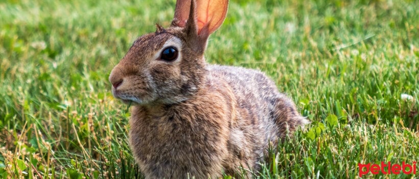 Tavşanınızı Uzun Yıllar Sağlıklı ve Mutlu Tutmanın 5 Yolu