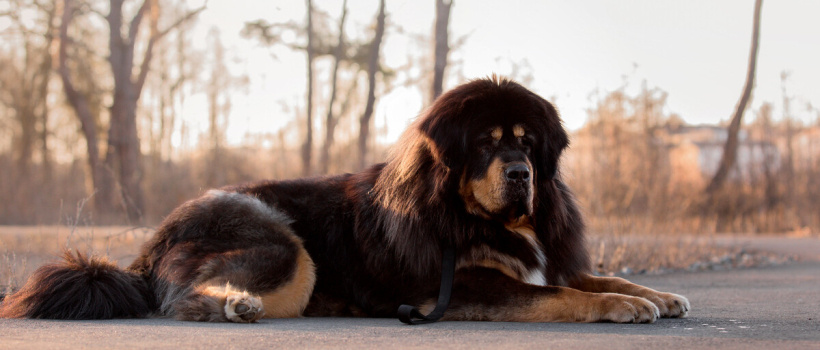 Tibet Mastifi Köpeği Özellikleri, Bakımı ve Beslenmesi