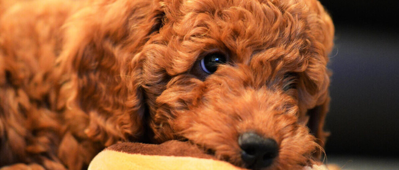 Toy Poodle Özellikleri, Bakımı ve Beslenmesi