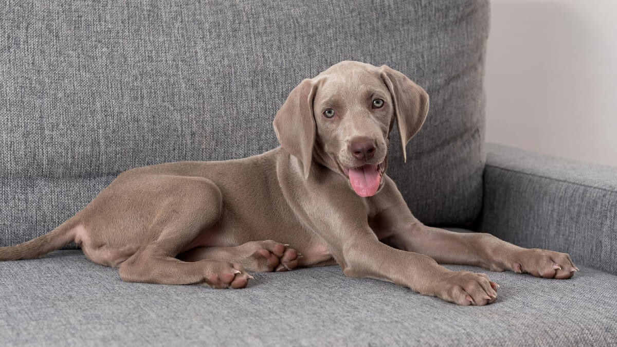 Weimaraner Köpeği Özellikleri, Bakımı ve Karakteri