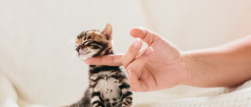 Yavru Kedi Gelişim Zaman Çizelgesi