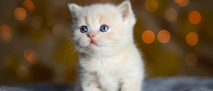 Yavru Kediler Ne Zaman Sahiplendirilir?