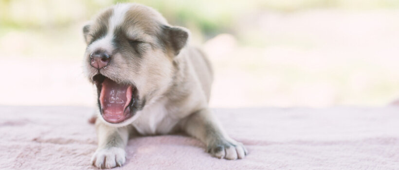 Yavru Köpeğim Neden Ağlıyor ve Ne Yapabilirim?