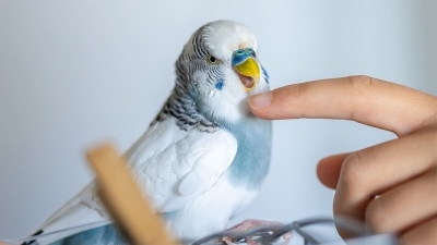 A'dan Z'ye Muhabbet Kuşu Bakımı