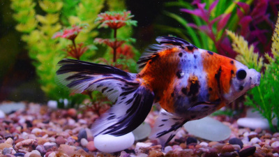 Akvaryum Balıkları: Evinizi Su Altı Cennetine Dönüştürecek En Canlı 10 Tür