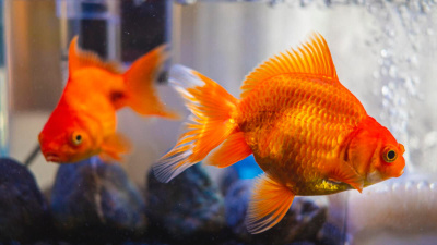 Akvaryum Balıkları Neden Ölür? Akvaryum Balıklarının Ömrünü Uzatmak