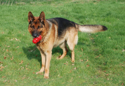 Alman Kurdu Köpek Irkı Özellikleri, Bakımı ve Beslenmesi