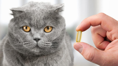 Balık Yağının Kediler İçin Faydaları