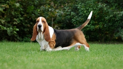 Basset Hound Köpeği Özellikleri, Bakımı ve Karakteri