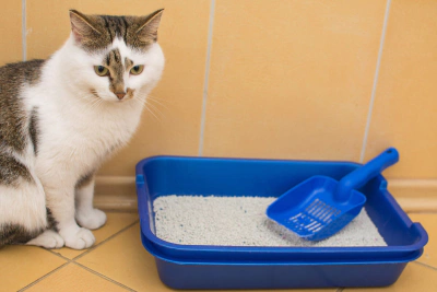 Bentoint Kedi Kumu Nedir? Kediniz ve Evinizin Temizliği İçin Bentonit Kedi Kumu Kullanın