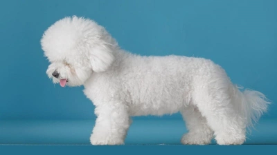 Bichon Frisé Köpeği Özellikleri, Bakımı ve Beslenmesi