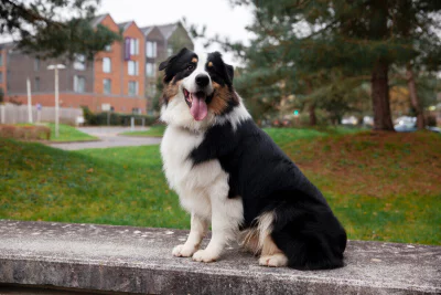 Border Collie Köpeği Özellikleri, Bakımı ve Beslenmesi