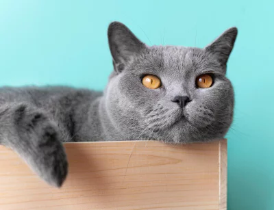 British Shorthair Kedisi Özellikleri, Bakımı ve Beslenmesi